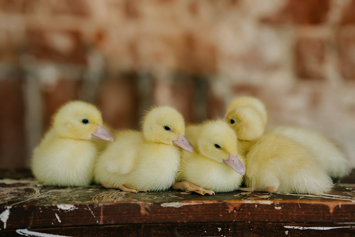 С УТЯТАМИ И КРОЛИКАМИ. Свадебный и семейный фотограф Юлия Грибанова +7 909-133-66-33