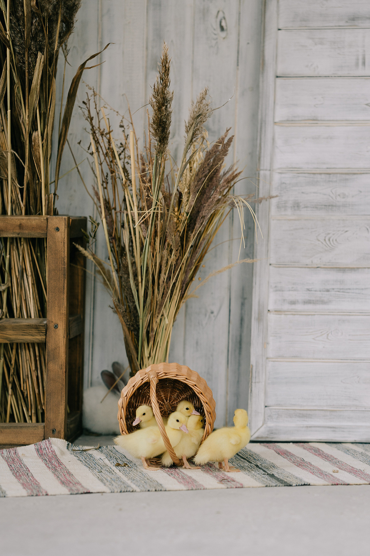 С УТЯТАМИ И КРОЛИКАМИ. Свадебный и семейный фотограф Юлия Грибанова +7 909-133-66-33