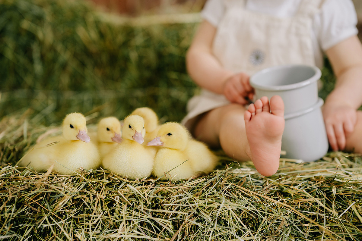 С УТЯТАМИ И КРОЛИКАМИ. Свадебный и семейный фотограф Юлия Грибанова +7 909-133-66-33