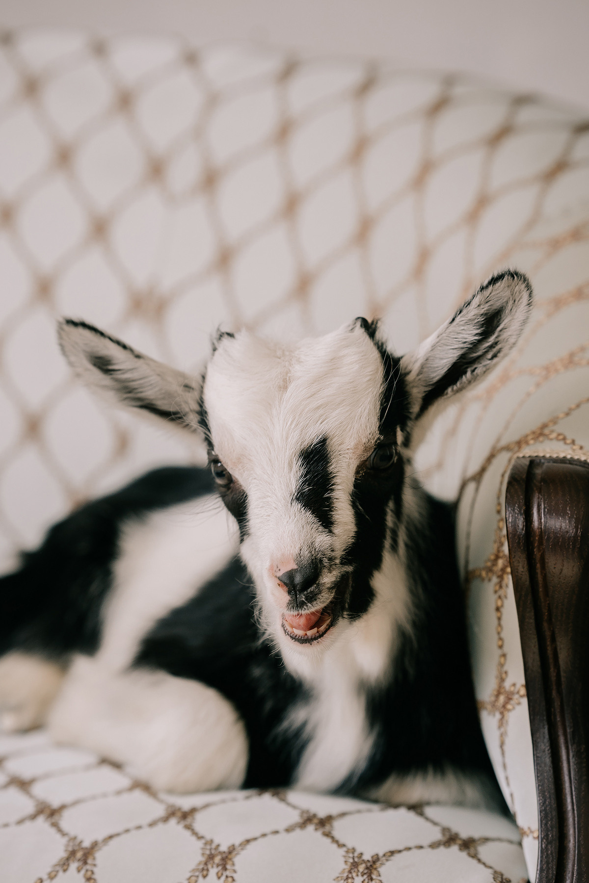 КОКОСИК. Свадебный и семейный фотограф Юлия Грибанова +7 909-133-66-33