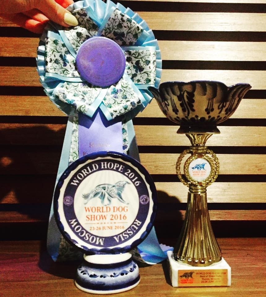 Хроника с Чемпионата Мира. Профессиональный питомник левреток РКФ/FCI ASTI SAPPHIRE 💎 Сочи|Санкт-Петербург