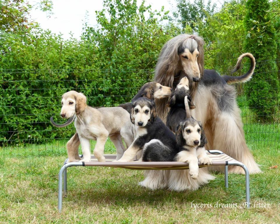 LYCORIS DREAMS BLUE DIAMOND «Evian». Профессиональный питомник левреток РКФ/FCI ASTI SAPPHIRE 💎 Сочи|Санкт-Петербург