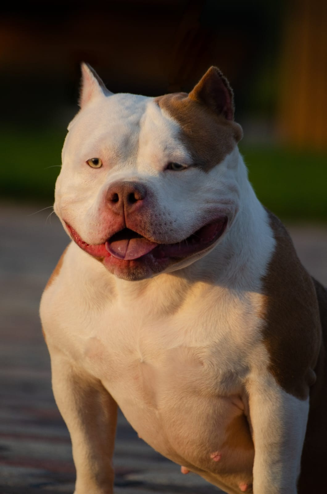 рыже-белый окрас американского булли 