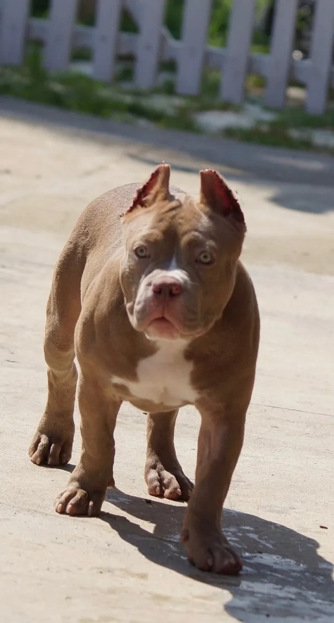 Булли покет сука Вениамина. ПИТОМНИК СОБАК ПОРОДЫ АМЕРИКАНСКИЙ БУЛЛИ