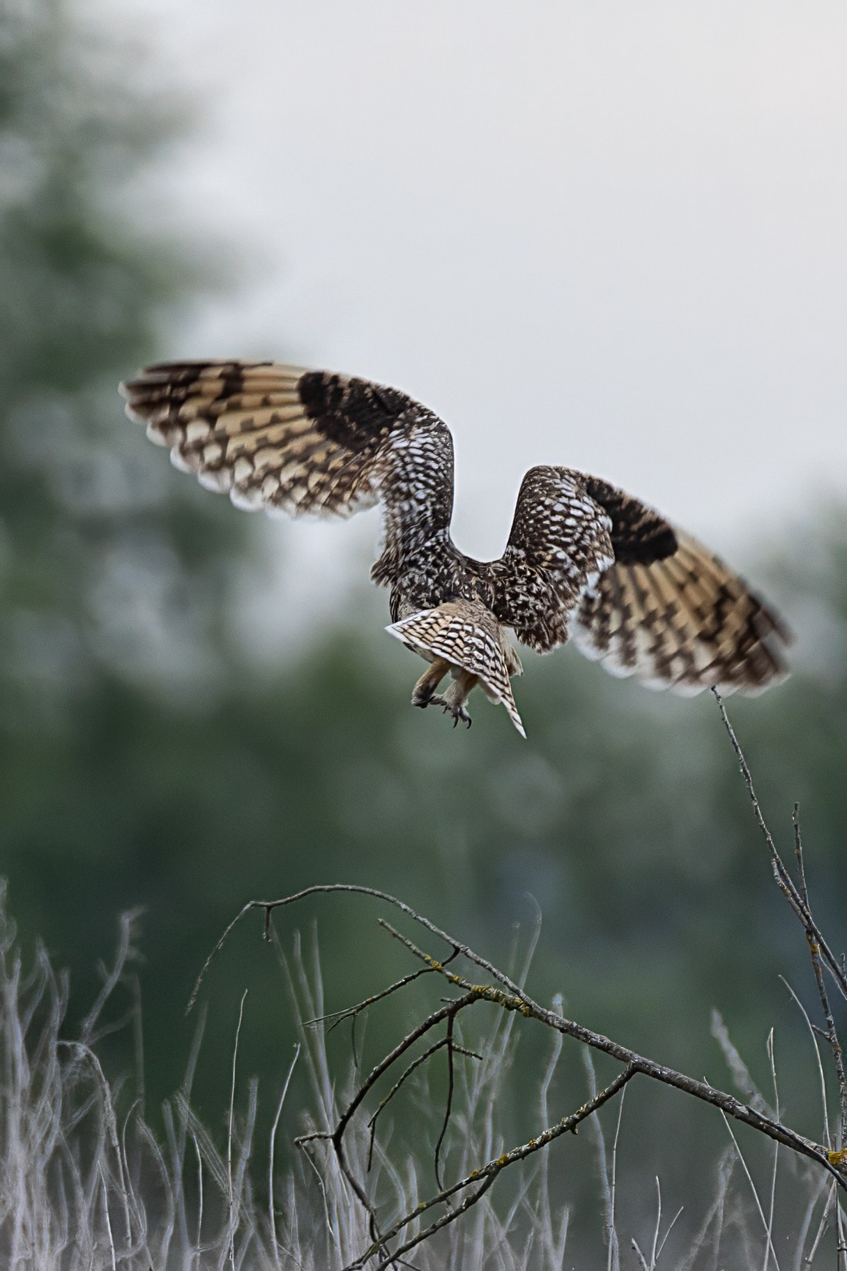 Болотная сова. Photomantis