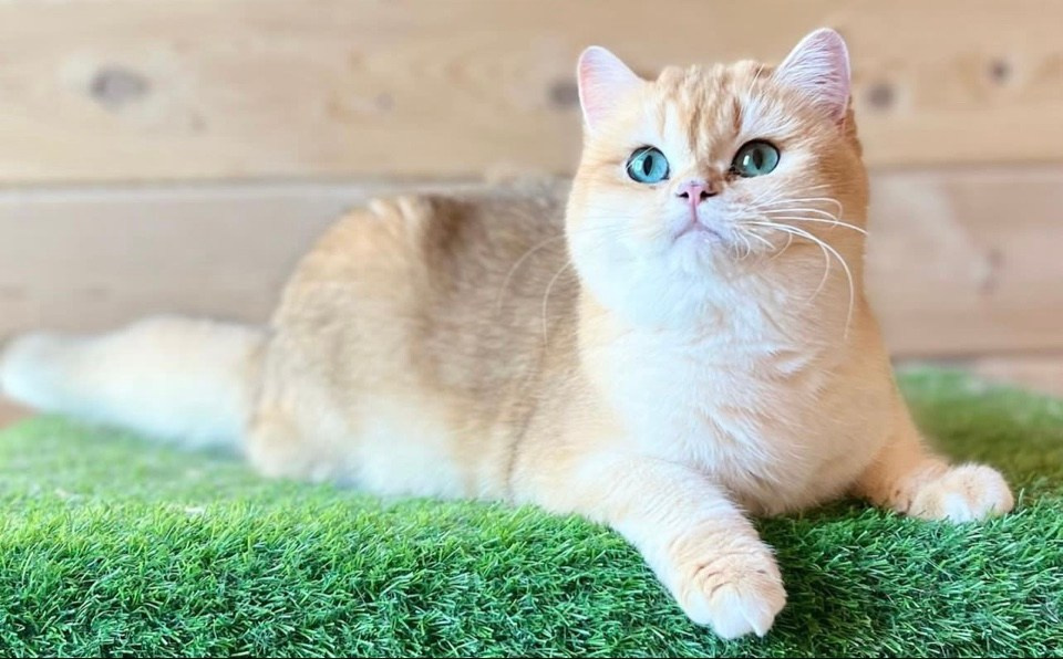 Grace. Mauna Gastonia