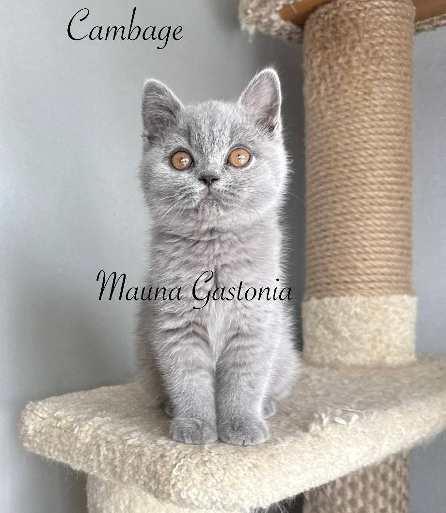 Cambage. Mauna Gastonia