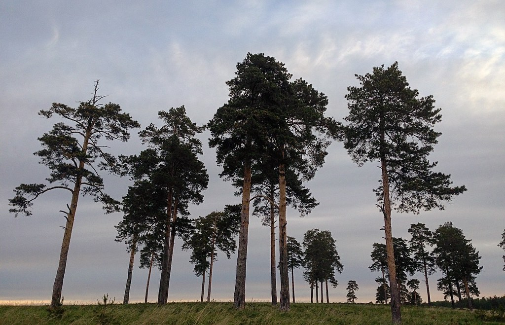 Пейзажи. Свадебный и портретный фотограф в Новом Уренгое Андрей Нелескин