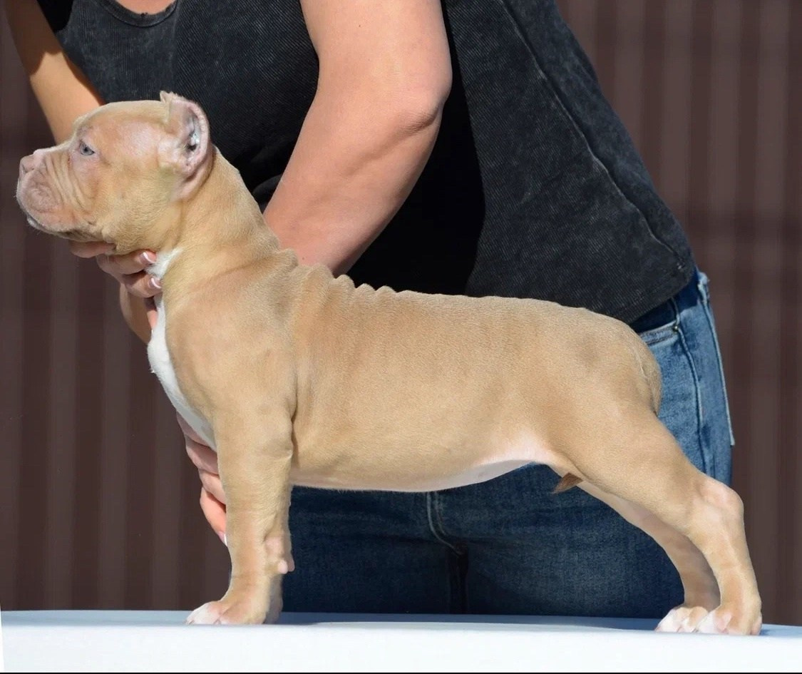 кобель на вязку Американский булли в Красноярске