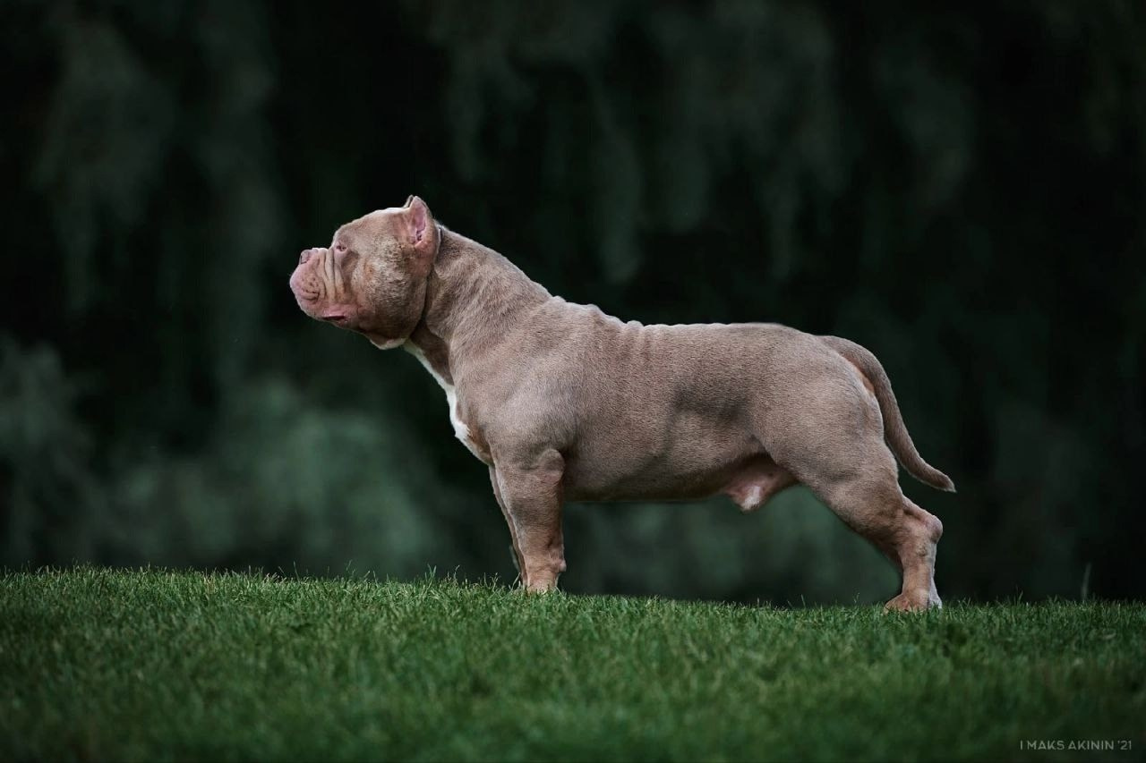 красивая стойка американского булли стандарт 