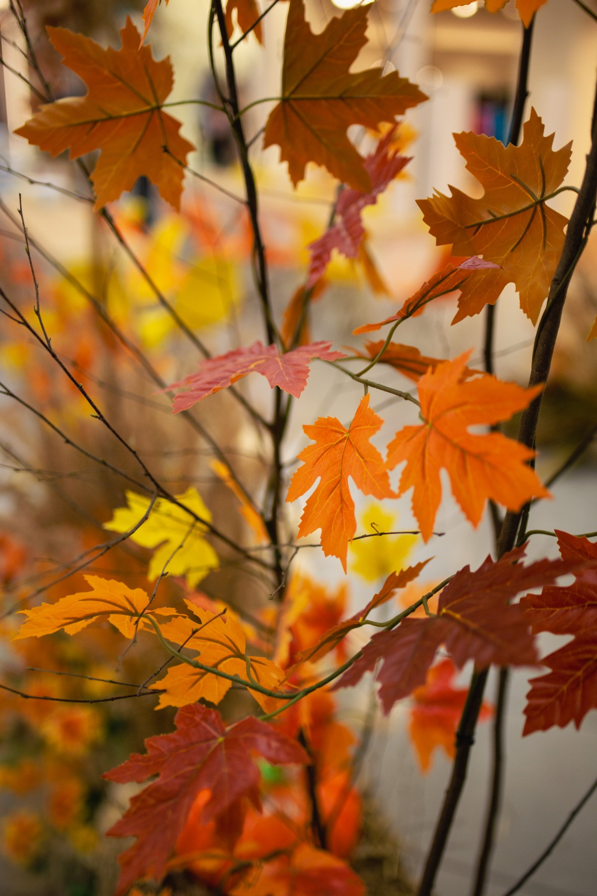 Осеннее чаепитие в ТЦ Хорошо!. Репортажный и концертный фотограф в Москве Анастасия Осень