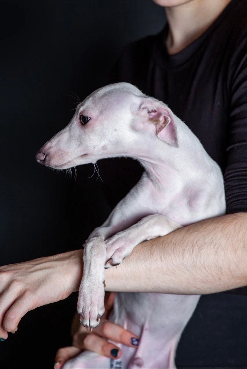 Jeremy & Jupiter. Профессиональный питомник левреток РКФ/FCI ASTI SAPPHIRE 💎 Сочи|Санкт-Петербург