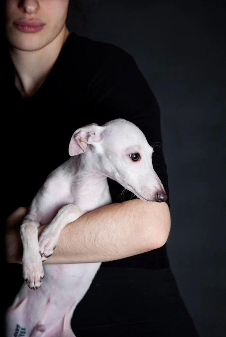 Jeremy & Jupiter. Профессиональный питомник левреток РКФ/FCI ASTI SAPPHIRE 💎 Сочи|Санкт-Петербург