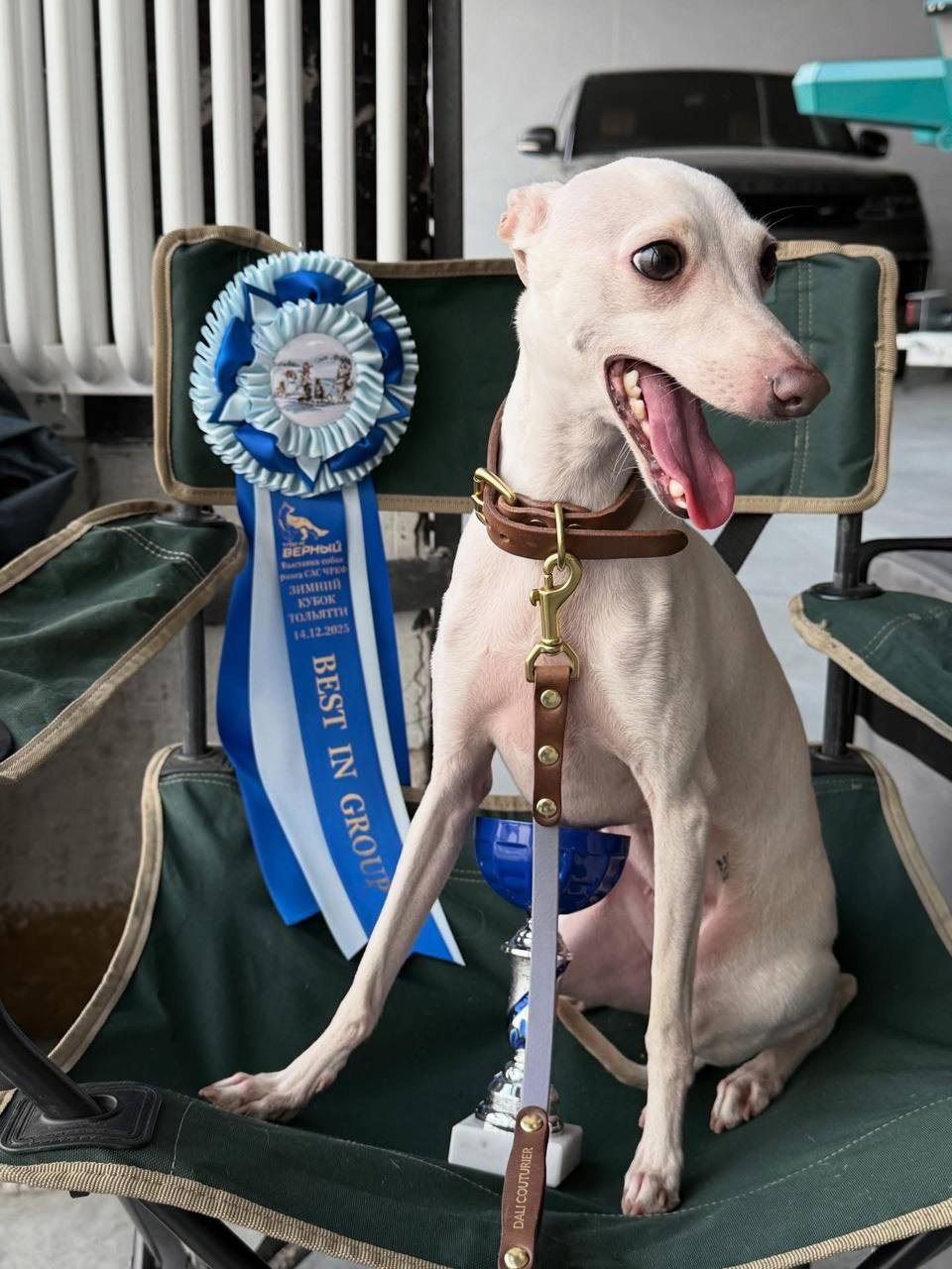 Белые девочки. Профессиональный питомник левреток РКФ/FCI ASTI SAPPHIRE 💎 Сочи|Санкт-Петербург