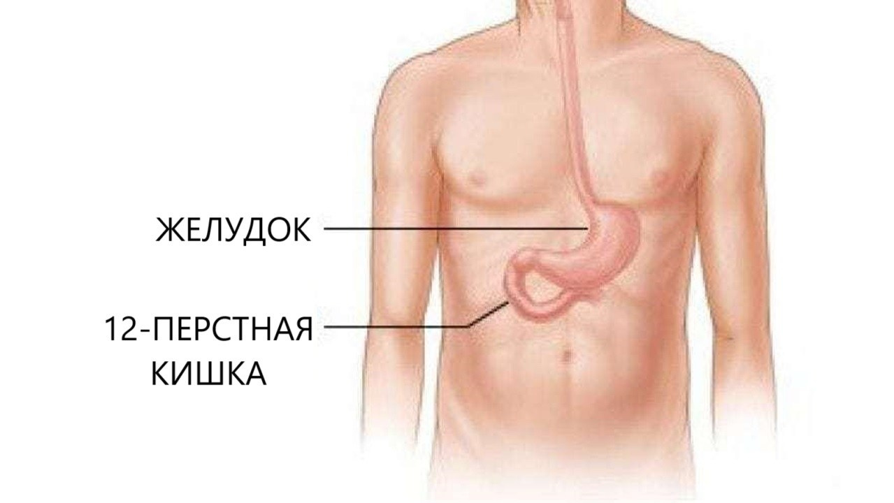 12 Ти Перстная Кишка Где Находится Фото