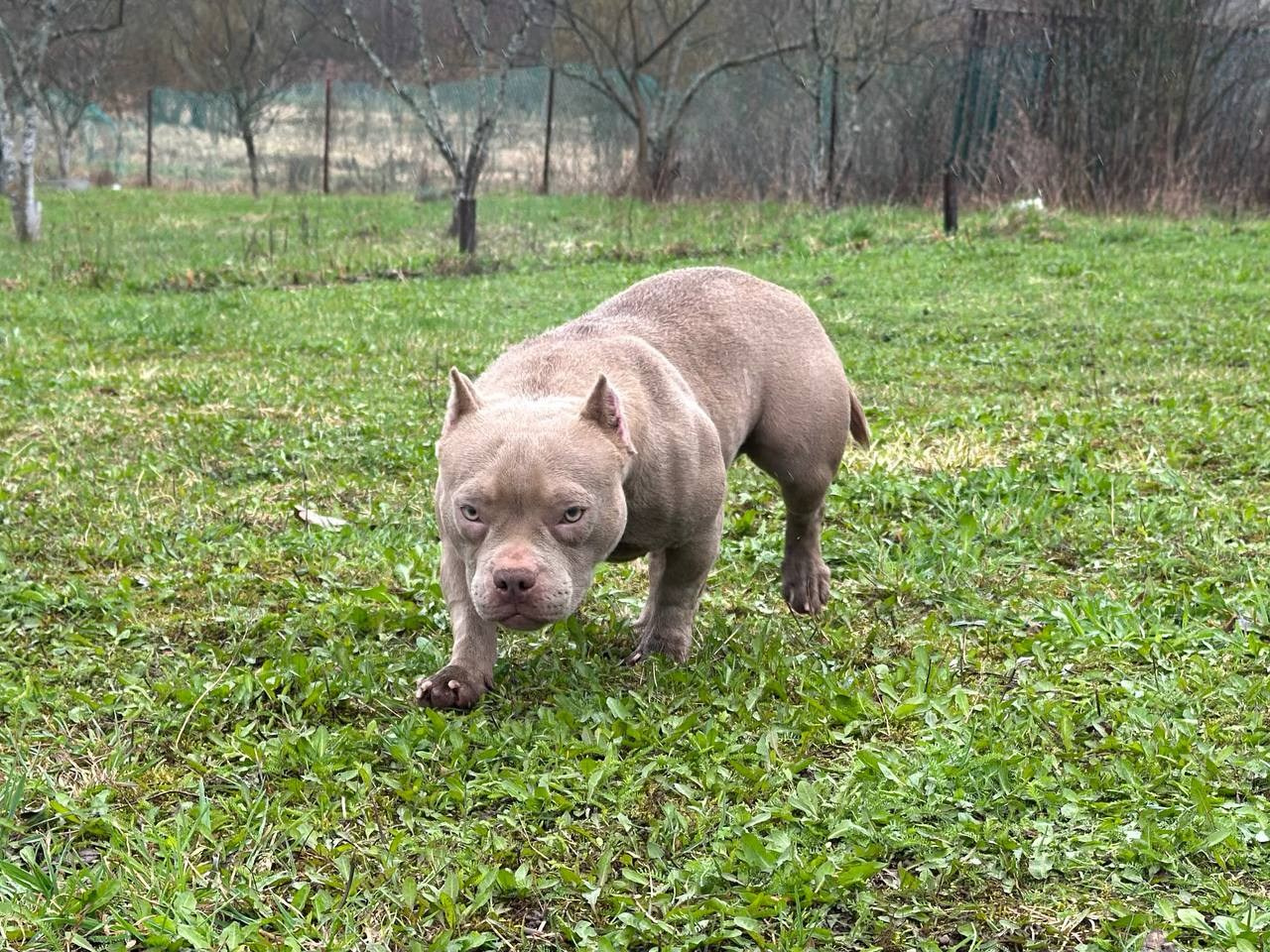 Minie Mouse. Питомник американских булли Bounty Pride Bully