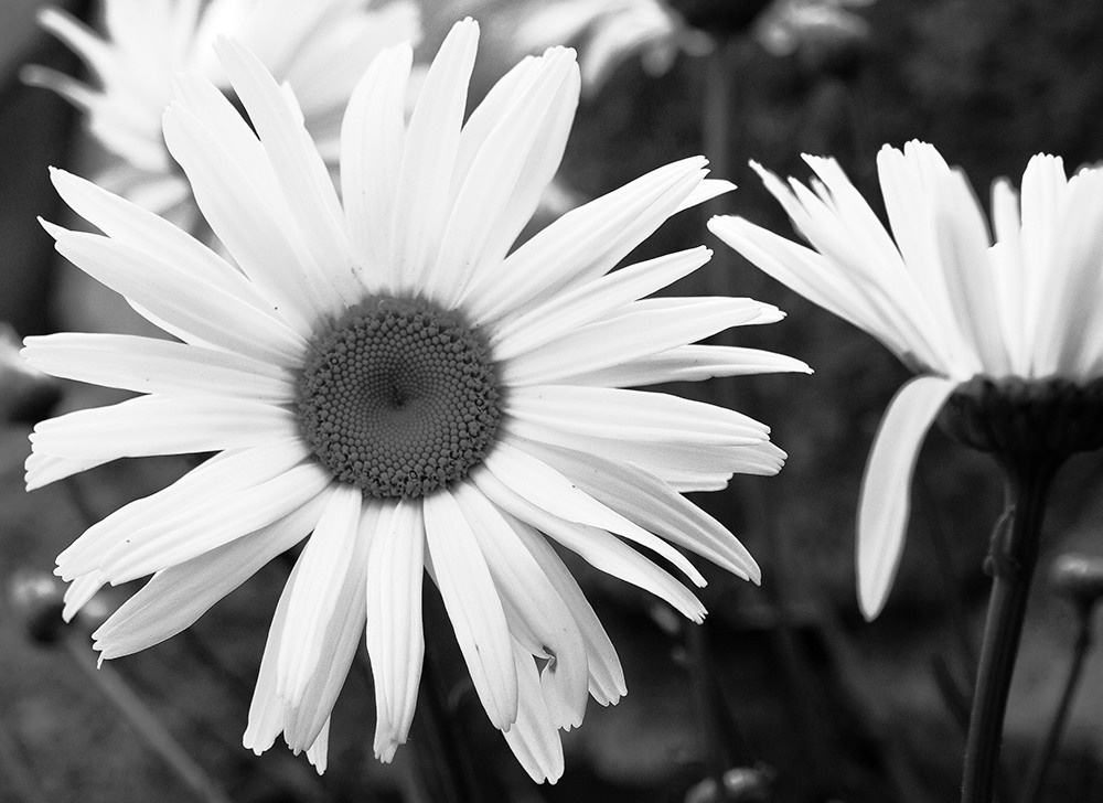 Monochrome. Elena Beregatnova. Documentary and art photographer