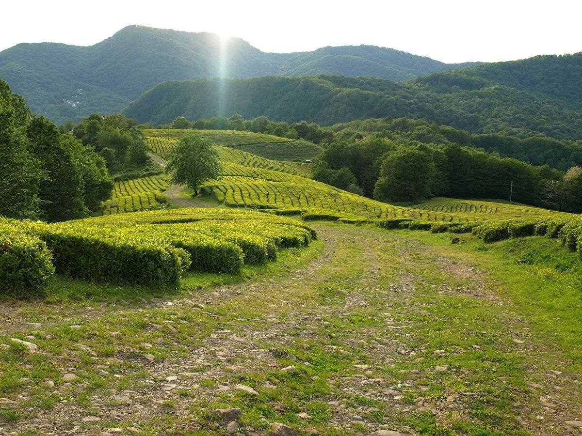 КРАСИВЫЕ МЕСТА В СОЧИ. Свадебный и семейный фотограф/видеограф в Краснодаре Наталья Осинская
