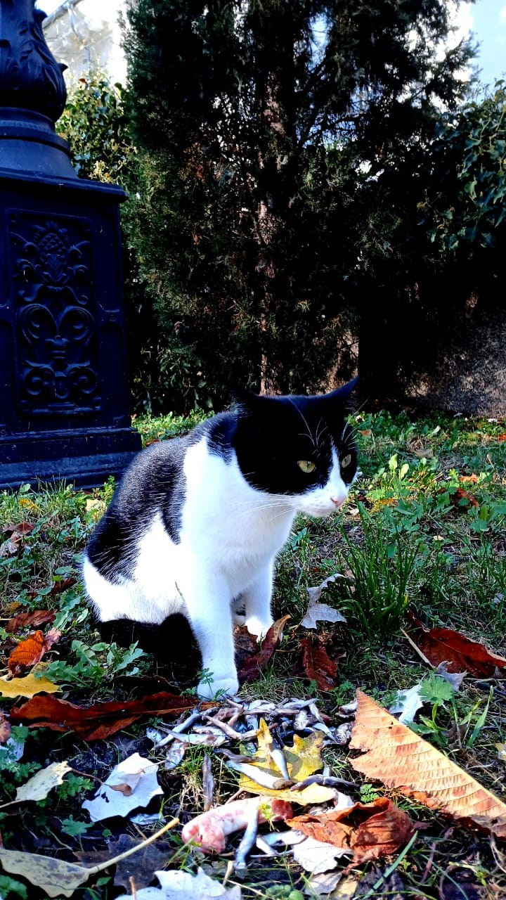 Севастопольские коты в объективе мобильного телефона. Фотограф Александр Лайкачев