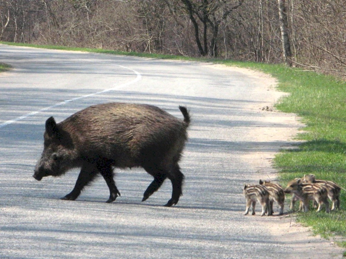 дикие кабаны на Куршской косе