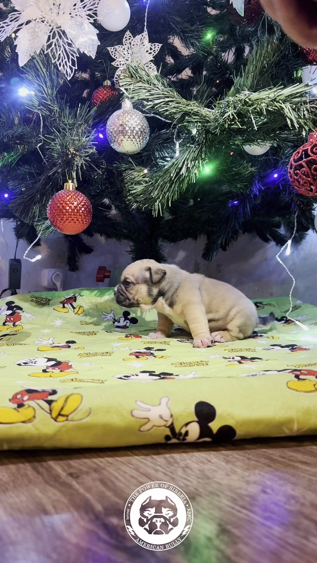 Все свободные щенки. Американский Булли в г. Ростов-на-Дону. Питомник THE POWER OF SIBERIA