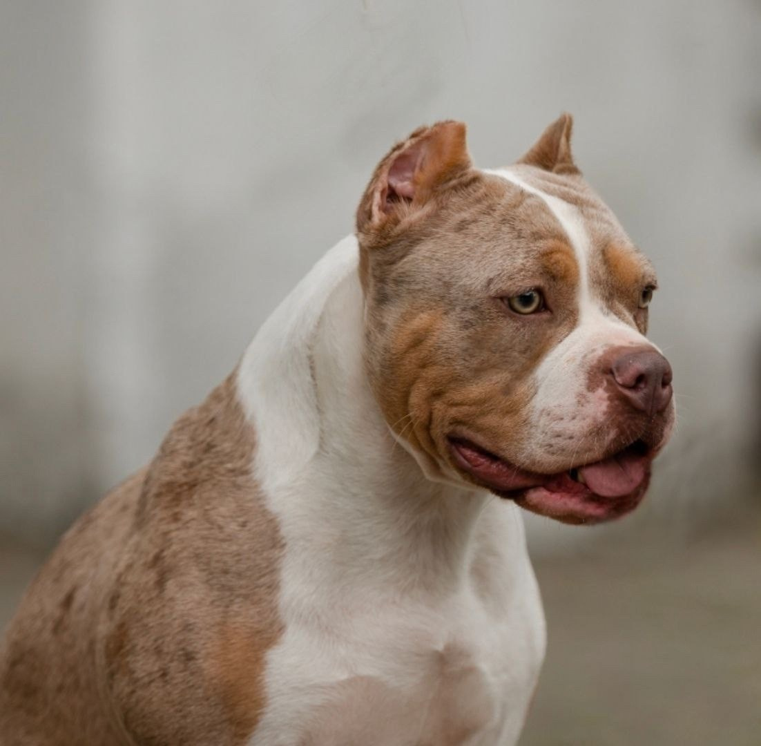 купить американского булли в Калининграде