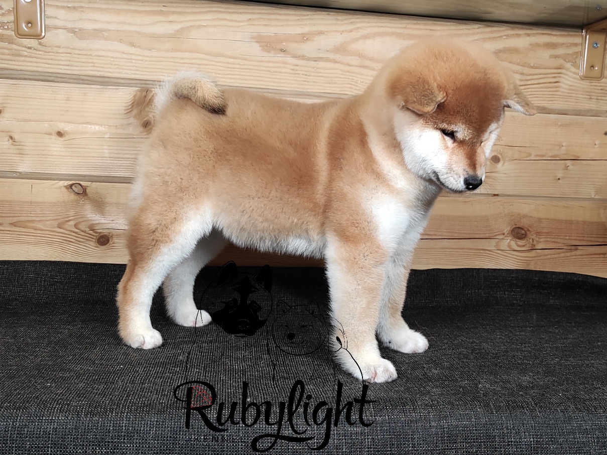 Сиба питомник RUBYLIGHT. Американская акита I Сиба ину I Питомник RUBYLIGHT
