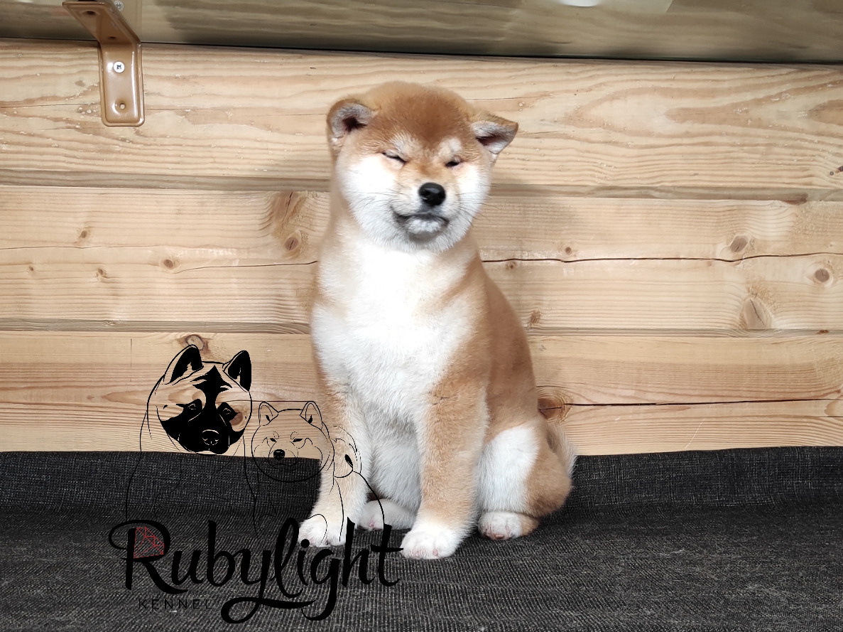 Сиба питомник RUBYLIGHT. Американская акита I Сиба ину I Питомник RUBYLIGHT