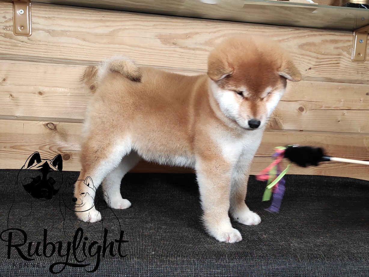 Сиба питомник RUBYLIGHT. Американская акита I Сиба ину I Питомник RUBYLIGHT