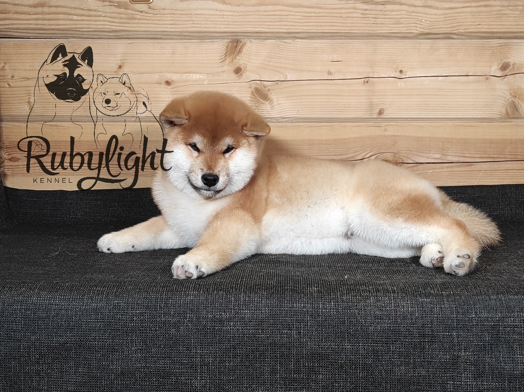 Щенки сиба-ину, шиба, Отец: SHIOMARU EVER DREAM Мать: TRIUMF SIBIRI AKIKO CHIKAKO, Санкт-Петербург, RUBYLIGHT kennel