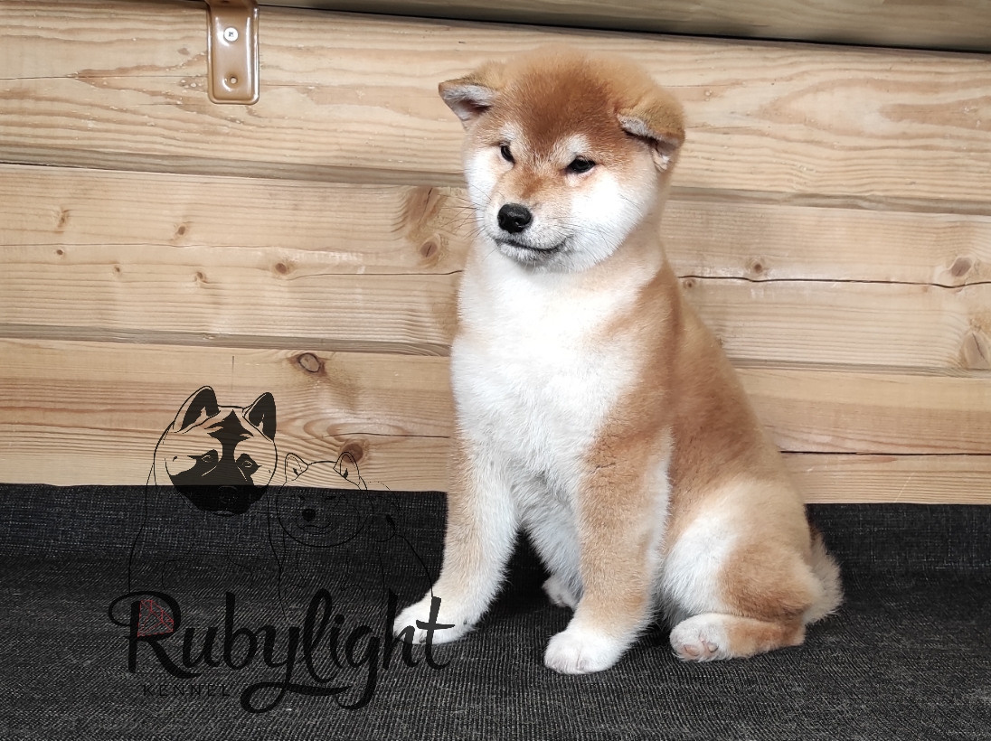 Сиба питомник RUBYLIGHT. Американская акита I Сиба ину I Питомник RUBYLIGHT
