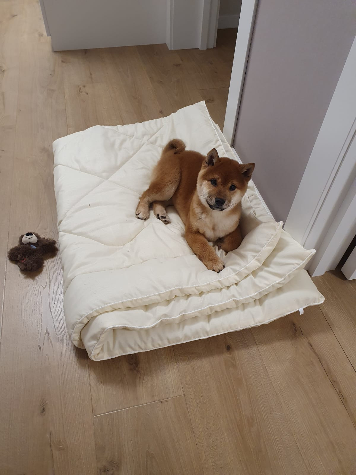 Rubylight Luis. AMERICAN AKITA RUBYLIGHT KENNEL I SHIBA-INU