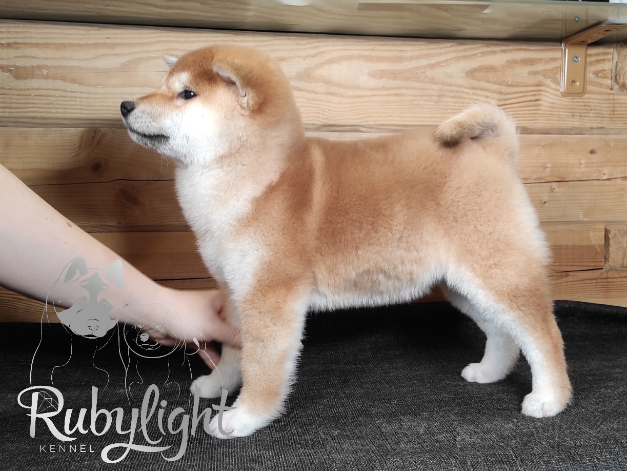 Сиба питомник RUBYLIGHT. Американская акита I Сиба ину I Питомник RUBYLIGHT