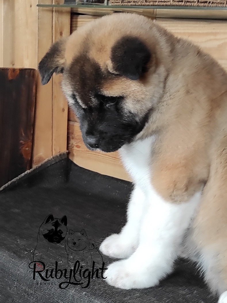 Американская акита питомник RUBYLIGHT. Американская акита I Сиба ину I Питомник RUBYLIGHT