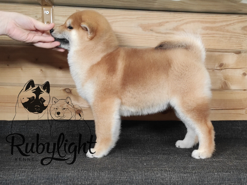 Щенки сиба-ину, шиба, Отец: SHIOMARU EVER DREAM Мать: TRIUMF SIBIRI AKIKO CHIKAKO, Санкт-Петербург, RUBYLIGHT kennel