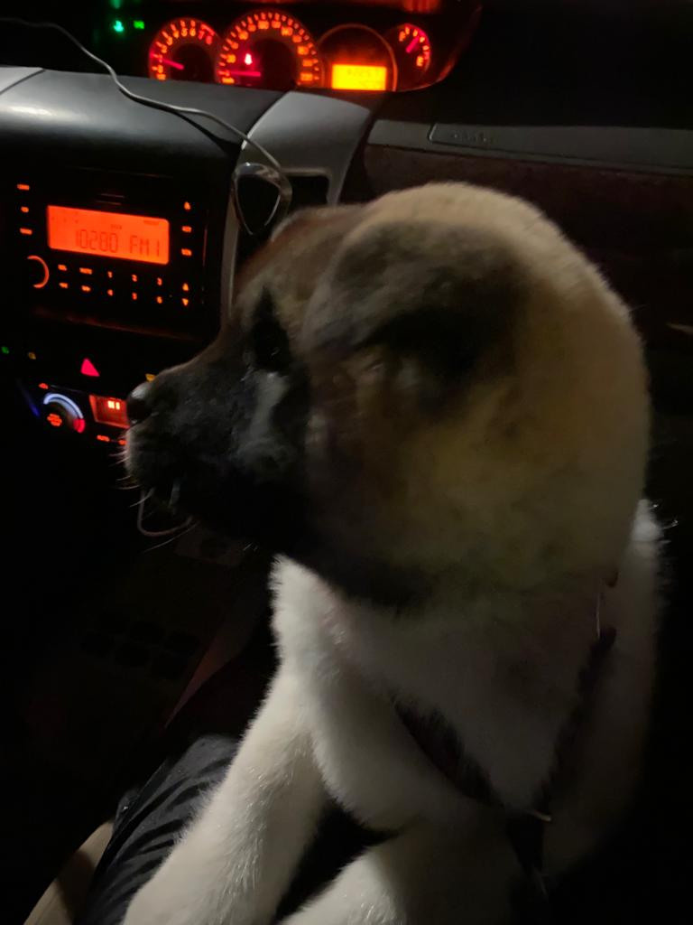 RUBYLIGHT MOLNIYA, Дата рождения 03.10.2021Мама DANCING QUEEN Папа NATIVEBEAR LEGION MAN , щенки Американская Акита RUBYLIGHT питомник Санкт-Петербург