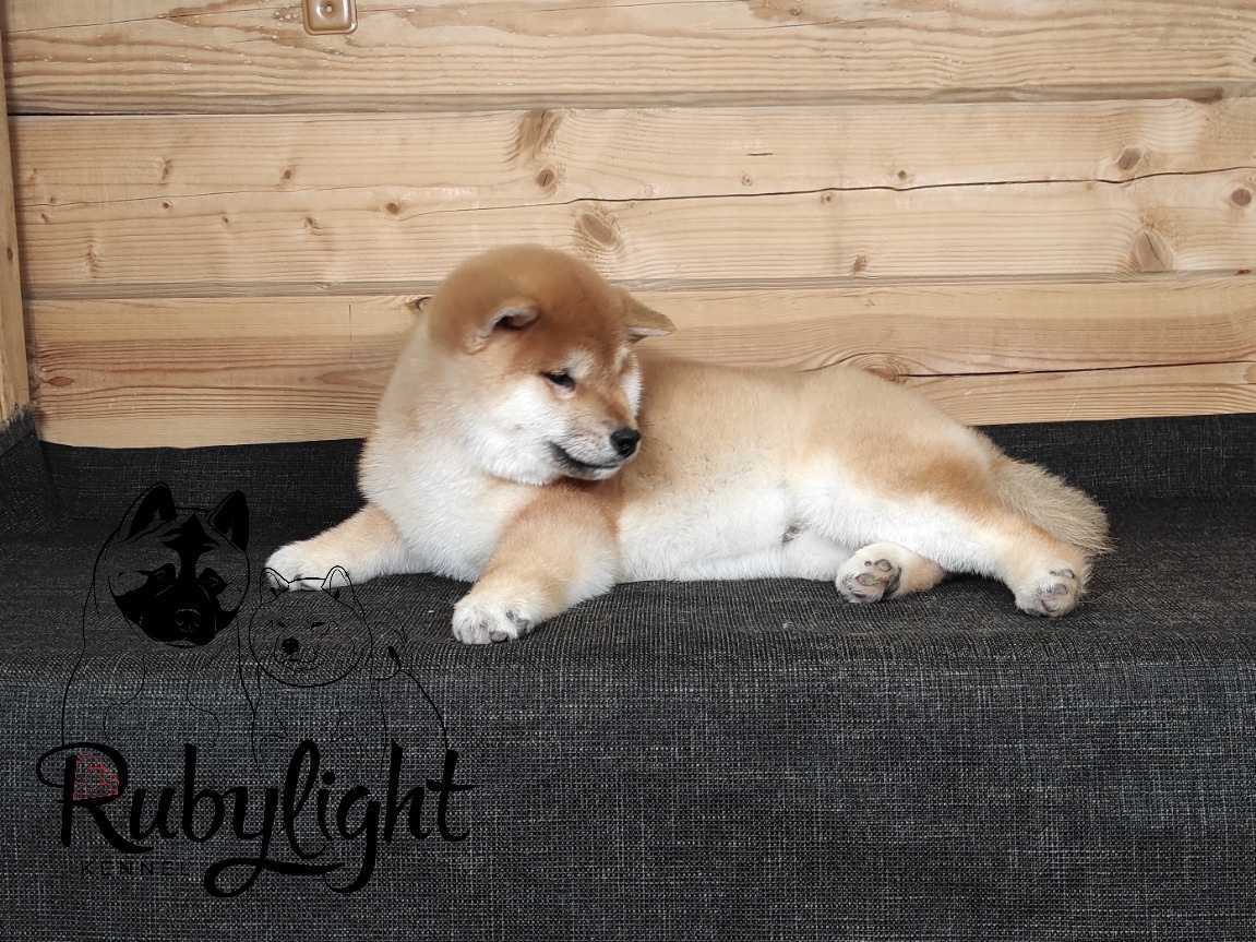 Щенки сиба-ину, шиба, Отец: SHIOMARU EVER DREAM Мать: TRIUMF SIBIRI AKIKO CHIKAKO, Санкт-Петербург, RUBYLIGHT kennel