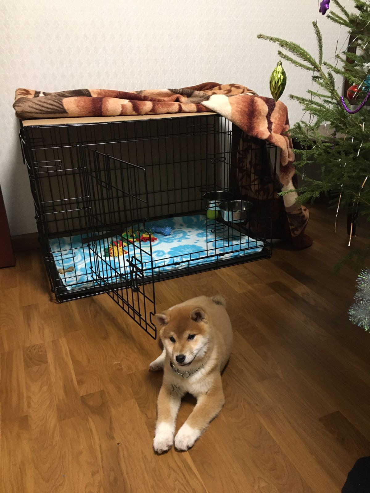 Сиба питомник RUBYLIGHT. Американская акита I Сиба ину I Питомник RUBYLIGHT