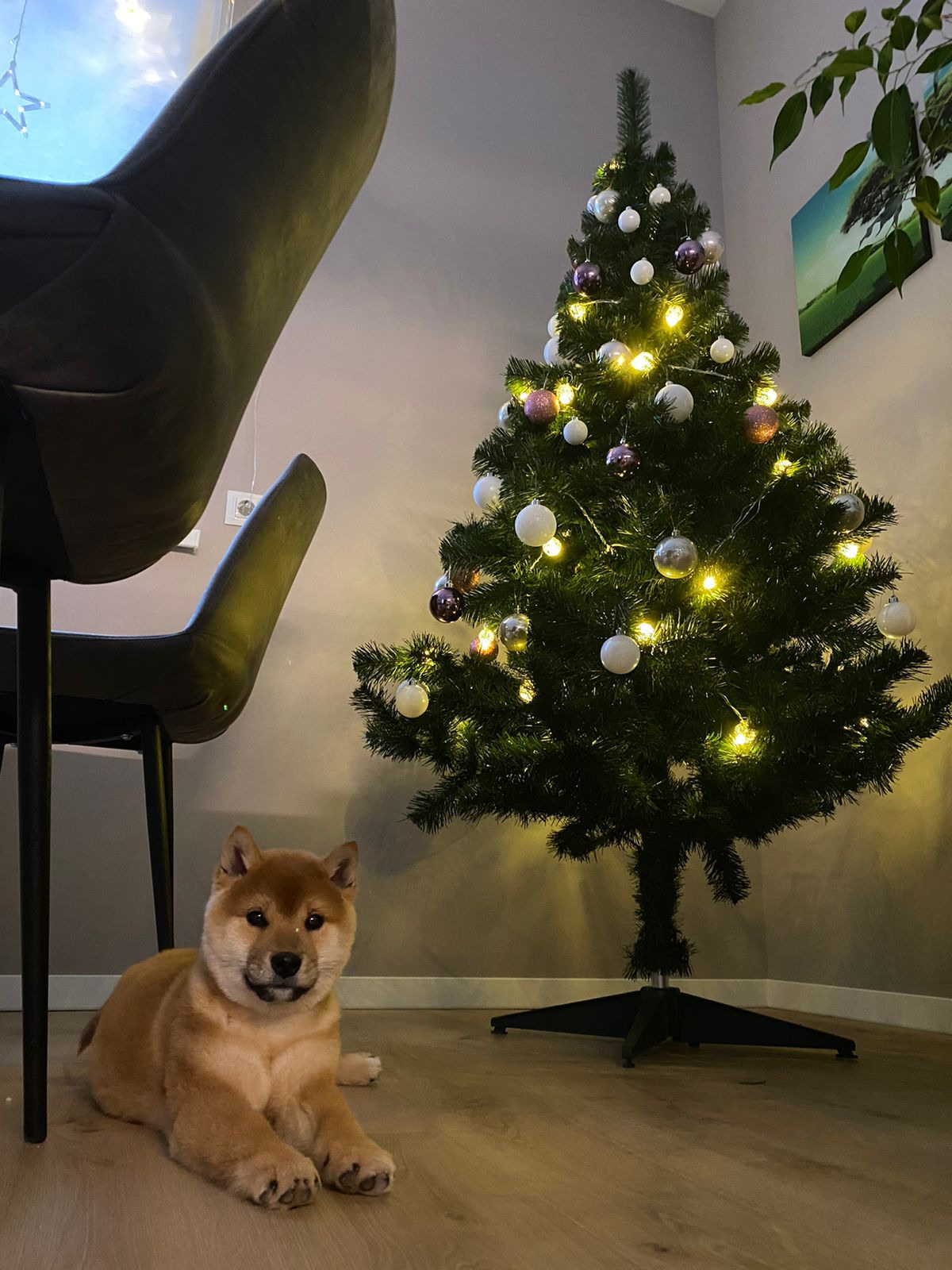 Rubylight Luis. AMERICAN AKITA RUBYLIGHT KENNEL I SHIBA-INU