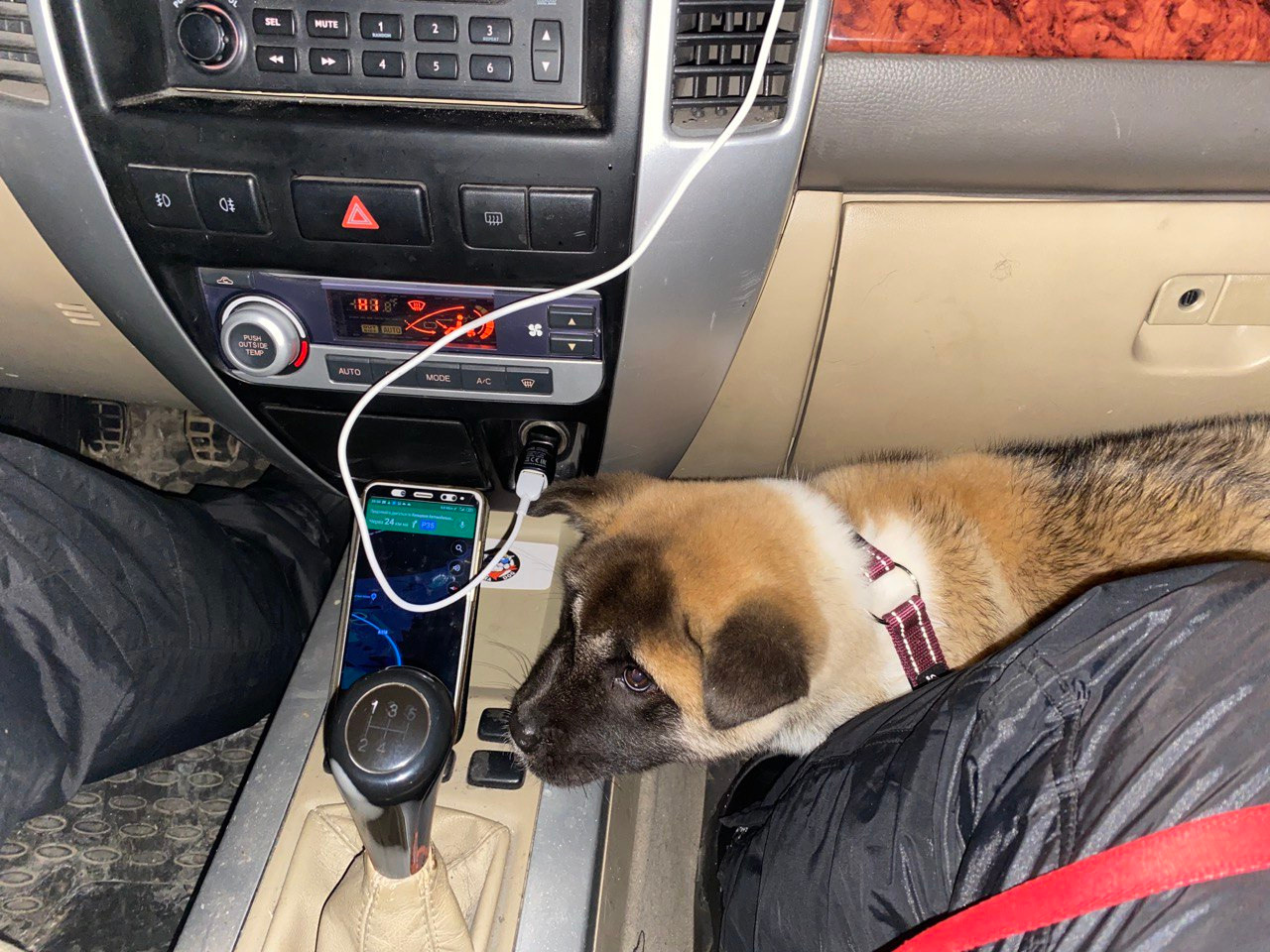 RUBYLIGHT MOLNIYA, Дата рождения 03.10.2021Мама DANCING QUEEN Папа NATIVEBEAR LEGION MAN , щенки Американская Акита RUBYLIGHT питомник Санкт-Петербург