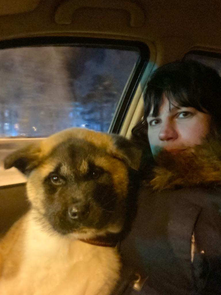 RUBYLIGHT MOLNIYA, Дата рождения 03.10.2021Мама DANCING QUEEN Папа NATIVEBEAR LEGION MAN , щенки Американская Акита RUBYLIGHT питомник Санкт-Петербург