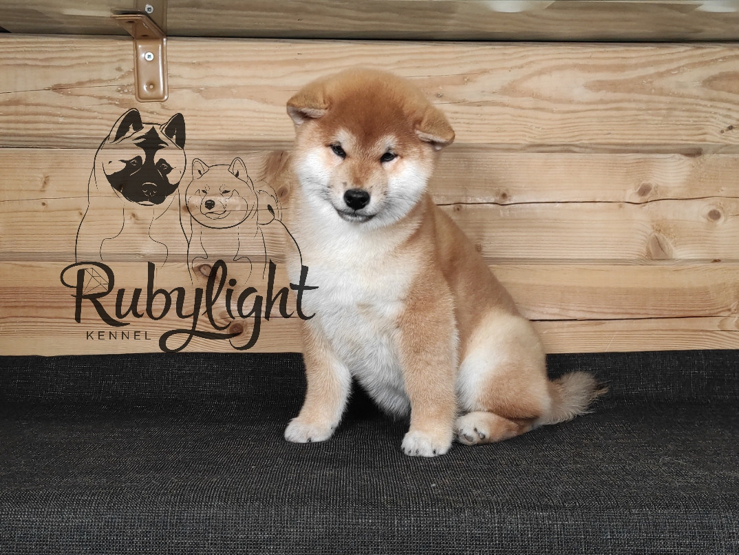 Щенки сиба-ину, шиба, Отец: SHIOMARU EVER DREAM Мать: TRIUMF SIBIRI AKIKO CHIKAKO, Санкт-Петербург, RUBYLIGHT kennel