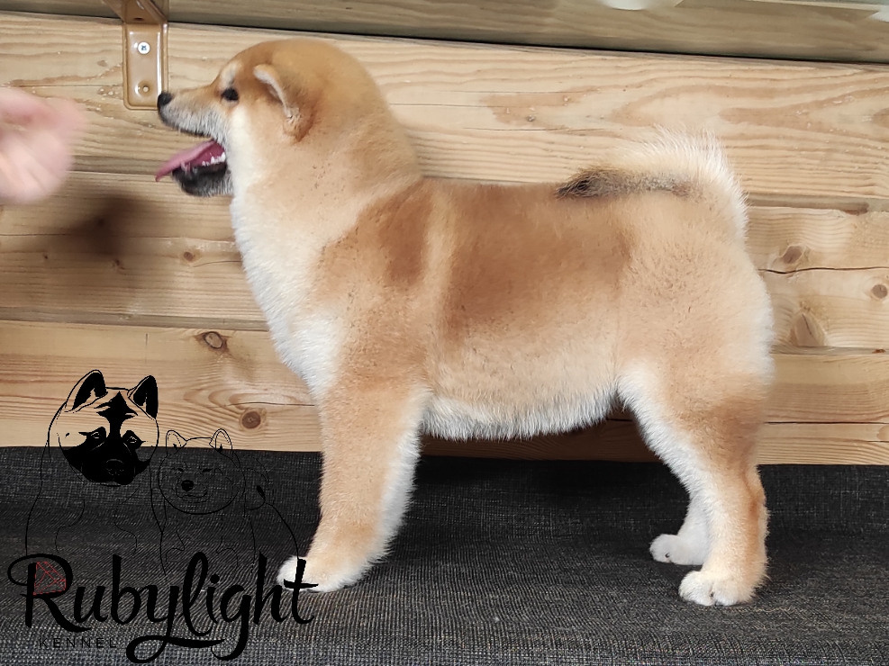 Щенки сиба-ину, шиба, Отец: SHIOMARU EVER DREAM Мать: TRIUMF SIBIRI AKIKO CHIKAKO, Санкт-Петербург, RUBYLIGHT kennel