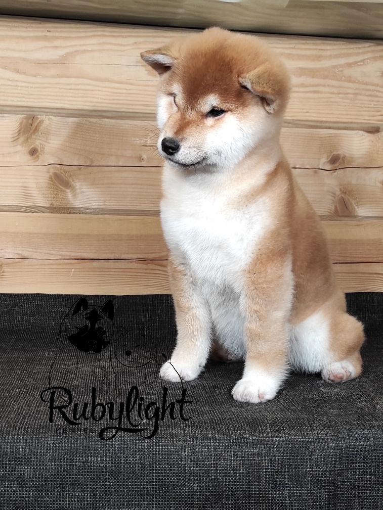 Сиба питомник RUBYLIGHT. Американская акита I Сиба ину I Питомник RUBYLIGHT