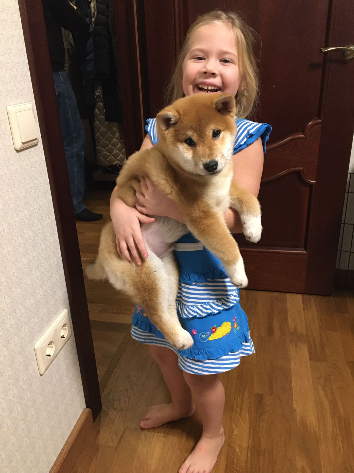 Сиба питомник RUBYLIGHT. Американская акита I Сиба ину I Питомник RUBYLIGHT