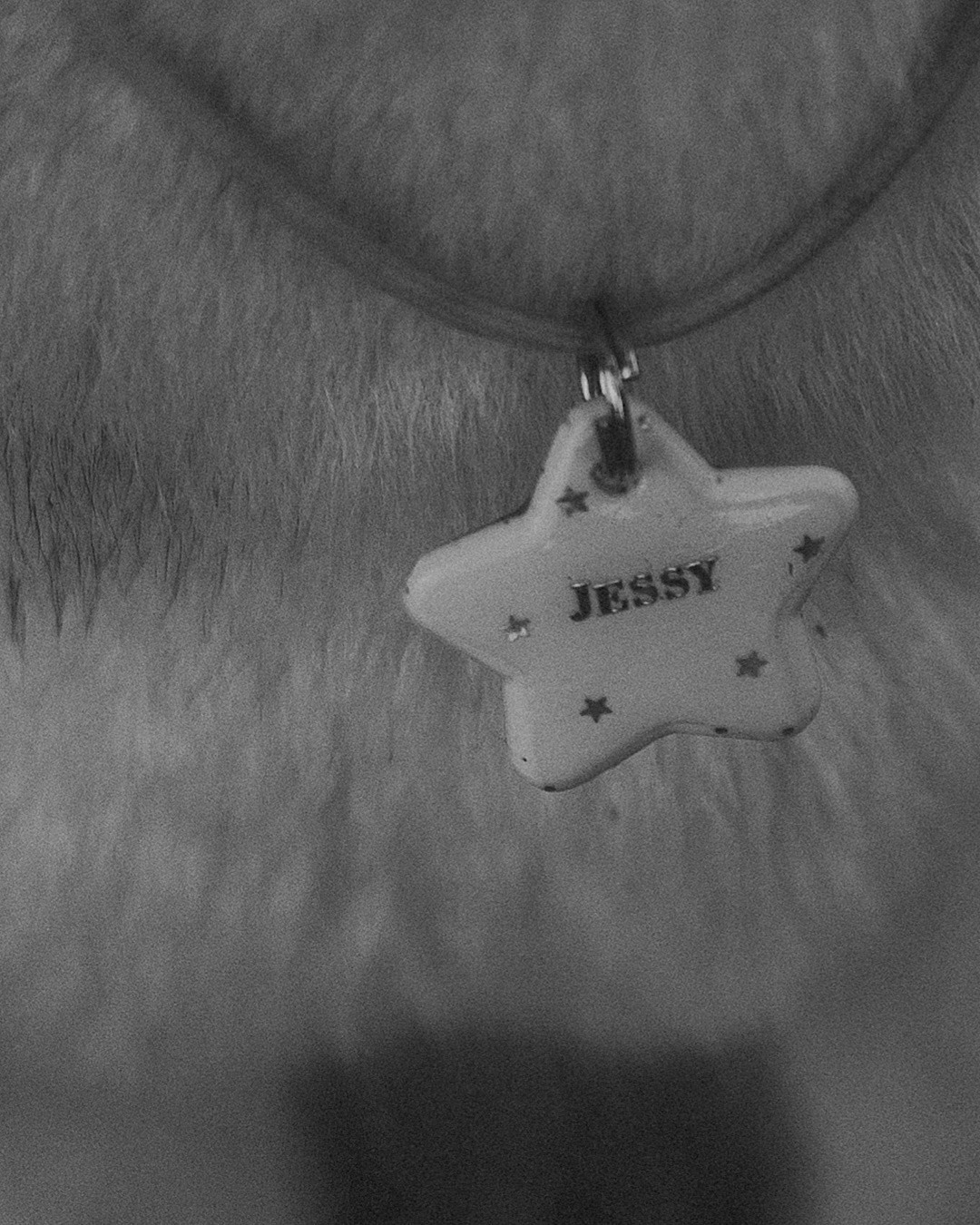 Мария и Джесси. Фотограф анималист в Москве и Санкт-Петербурге Свиридова Анна