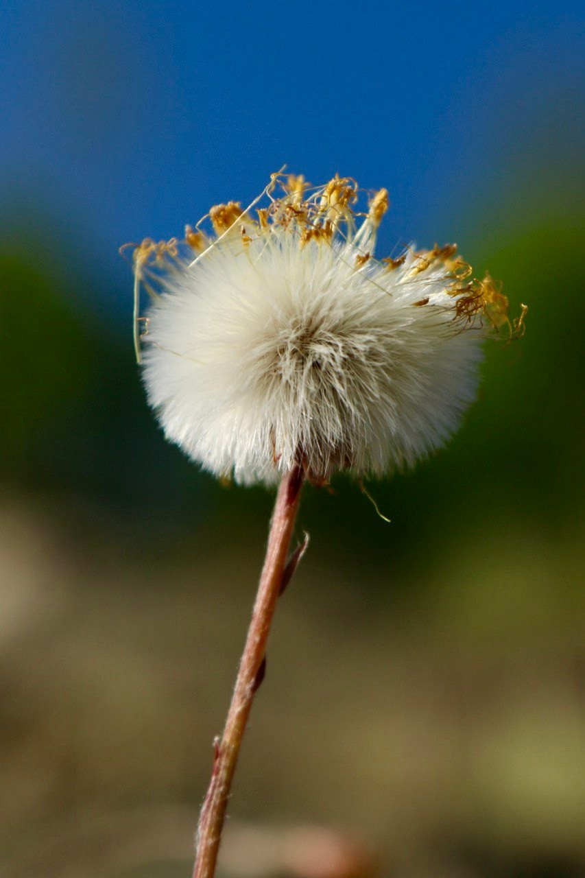 Макро. Фотографирую мир