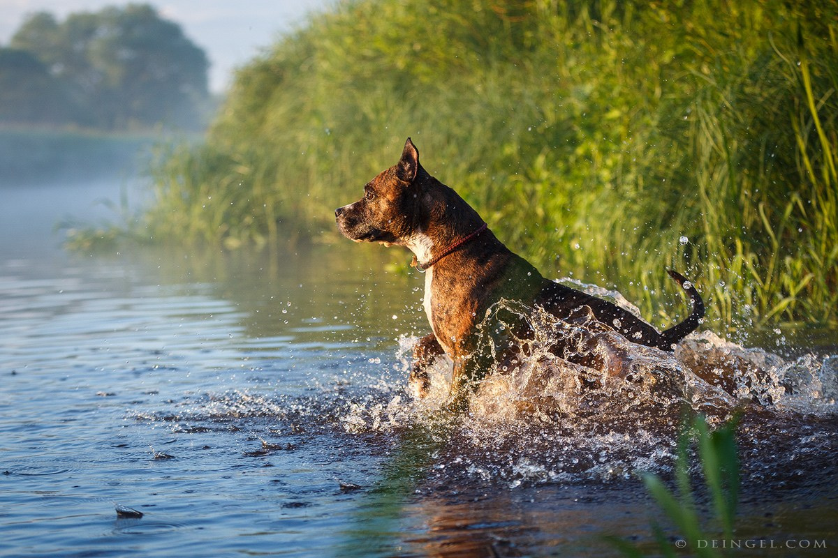 АСТ Федя, Пако и Ника. Фотограф-анималист Natalia Deingel | Фотосъемка собак в Москве