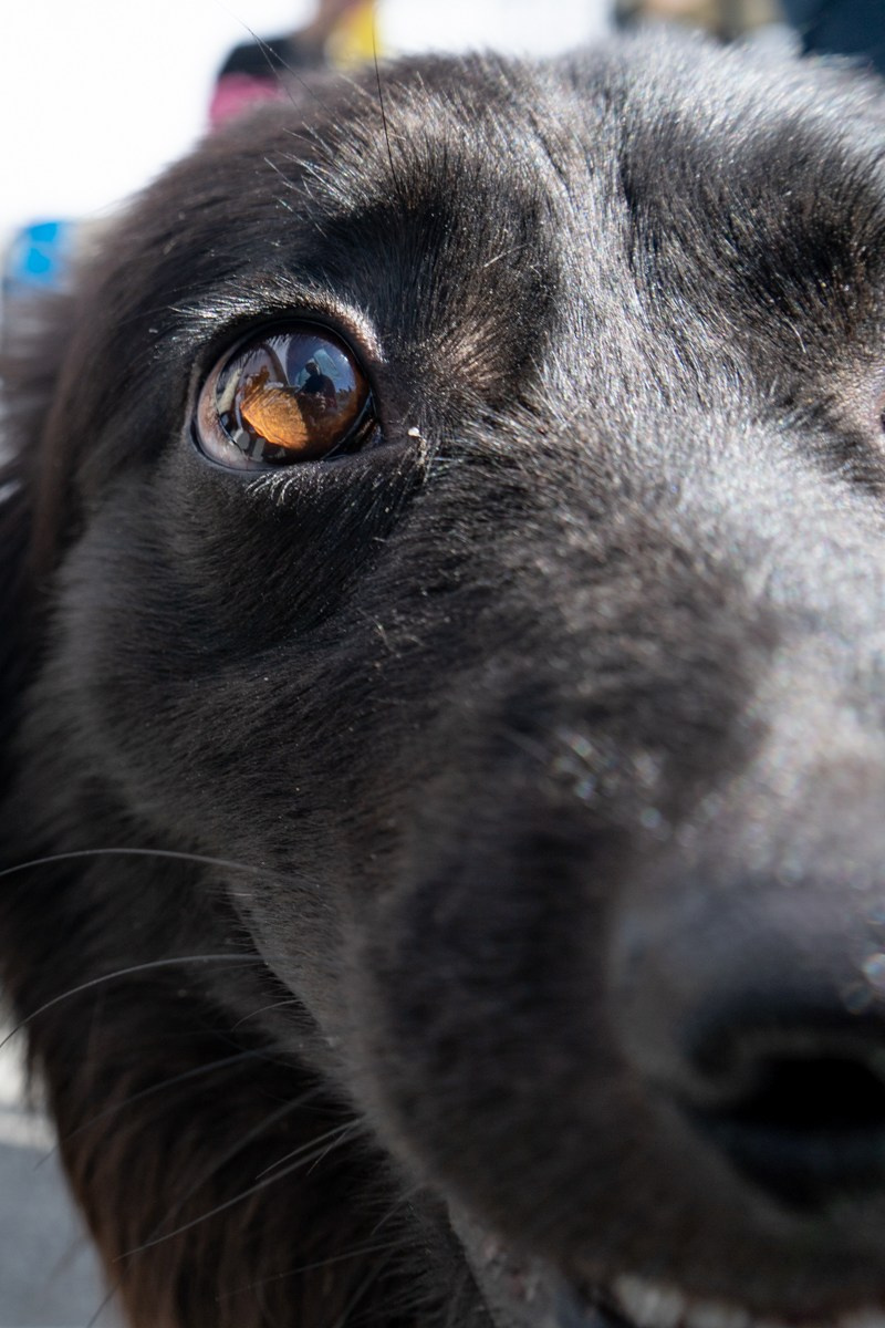 Бездомыши. Фотограф Екатерина Зорина