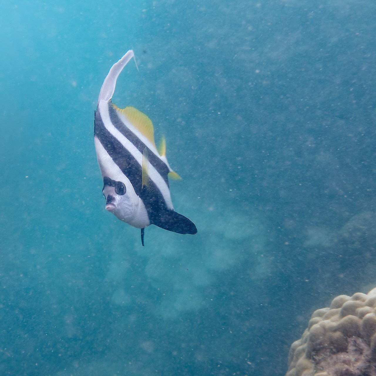 Мне посмотреть. Рыбов показываю